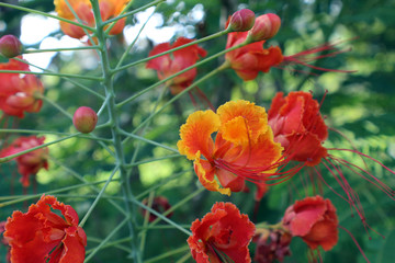 Cesalpinia, caesalpinia pulcherrima