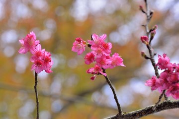 Full bloom cherry blossoms in Taiwan