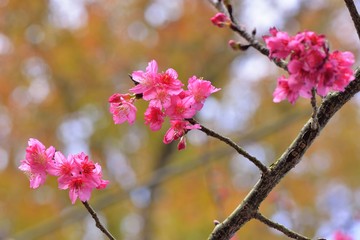 Full bloom cherry blossoms in Taiwan