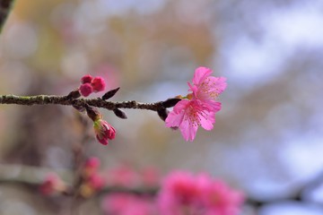 Full bloom cherry blossoms in Taiwan