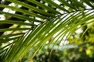 Obraz na płótnie Canvas Colorful tropical palm leaves. Close-up. Summer lights.
