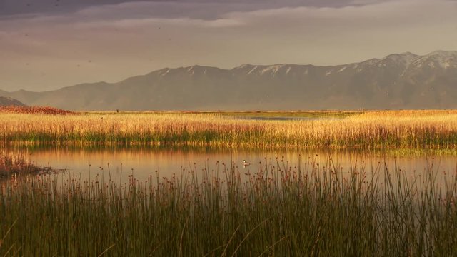 Swarm of gnats and bugs swarming in wetlands