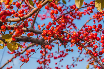The fruit of pyracantha fruit of autumn