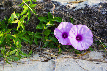 Purple pink blindweed with two open flowers on beach in summer day  in Sunshine Coast, Queensland,...