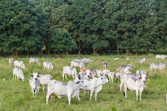 Cebu cattle