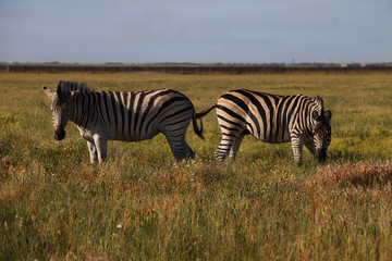 Zebra in nature habitat. Wildlife scene from nature.