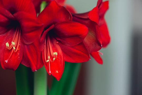 Amaryllis Images Browse 26 606 Stock