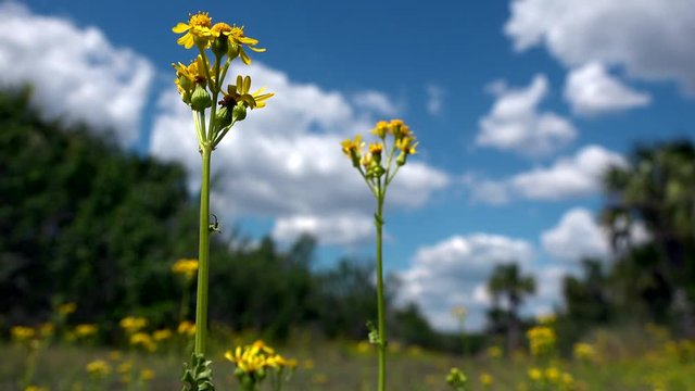Beautiful blue sky and puffy white clouds on a nice summer day with bright yellow flowers in foreground