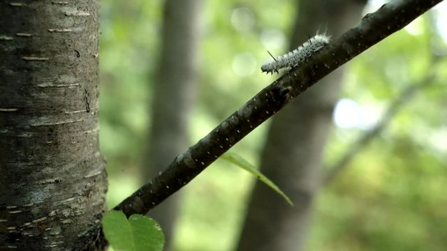 Caterpillar crawls down a tree branch - Hickory tussock moth larva 