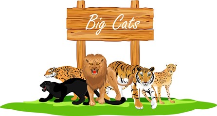 Big cats collection, lion, tiger, leopard, panther, cheetah, vector illustration