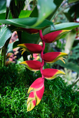Colorful tropical flower. Heliconia bihai (Red palulu) flower. Close-up. Beautiful and bright flowers of Sri Lanka.