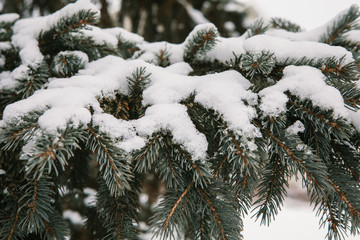 Naklejka na ściany i meble Pine tree covered in snow