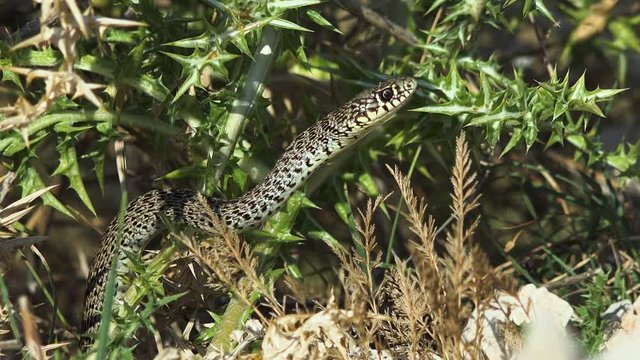 A non-toxic Croatian snake lurks well camouflaged and almost motionless in the bushes and thistles on prey