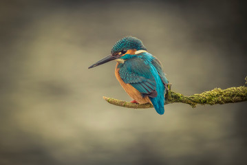  kingfisher, Alcedo atthis