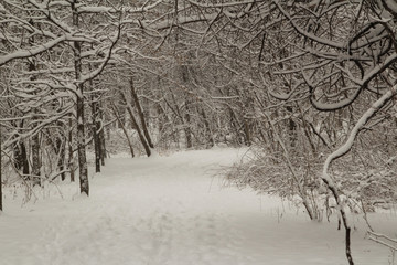 Wooded Path in the Snow