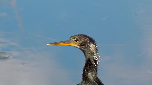 Anhinga (cormorant) close up of face and beak