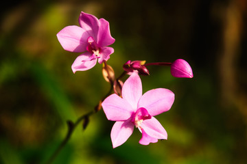 Exotic rare colorful tropical flower. Pink orchid flowers. Close-up. Beautiful and bright flowers of Sri Lanka. 