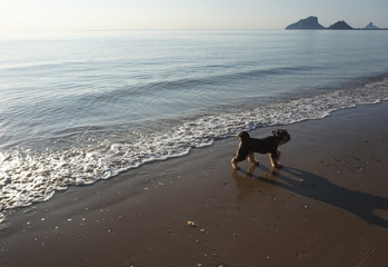 Black small mixed breed dog walking on the beautiful beach