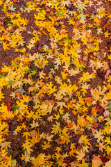 Yellow maple leaf in autumn