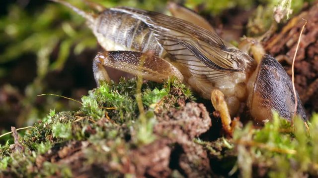 Mole Cricket (Gryllotalpa sp.) a tropical species from Ecuador grooming and digging in to moss.