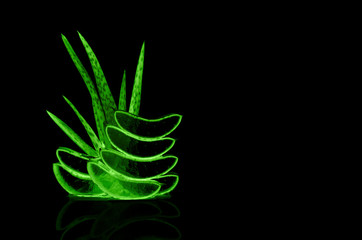 Slice Aloe Vera a very useful herbal medicine for skin care and hair care.