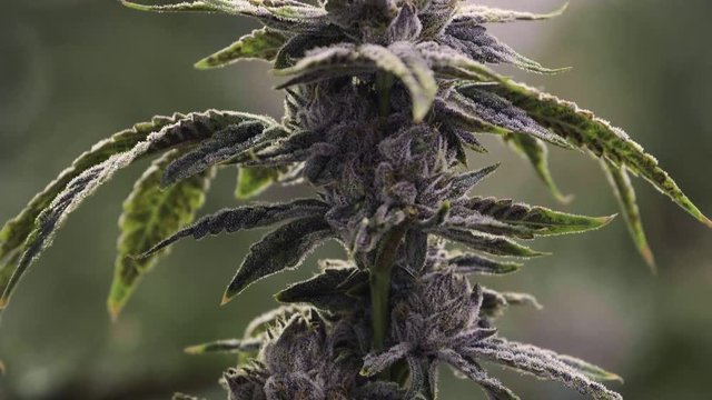 Pan Up Reveal of Marijuana Bud on Indoor Plant 4K 60P