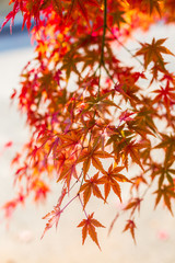 Yellow maple leaf in autumn