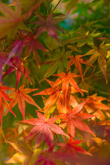 Yellow maple leaf in autumn