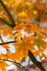 Yellow maple leaf in autumn