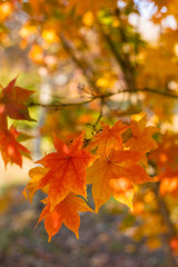 Naklejka na ściany i meble Yellow maple leaf in autumn