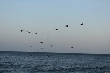 birds flying ocean