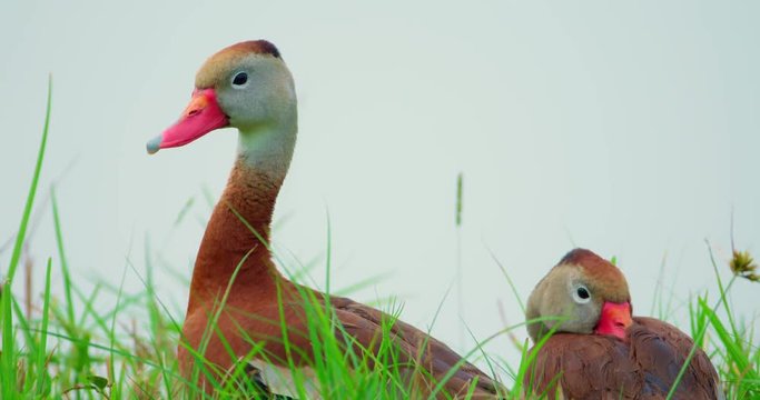 Beautiful close-up of a pretty Whistling-Duck resting on green grass with its mate nearby