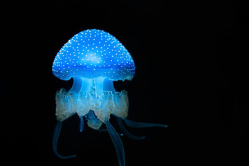 Spotted jellyfish swimming 