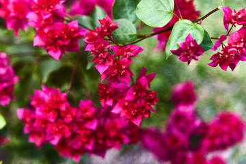 Pink bougainvillea spectabilis flower. Exotic rare colorful tropical flowers. Close-up. Beautiful and bright flowers of Sri Lanka. 