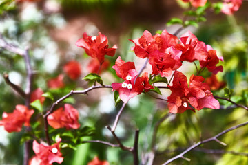 Obraz premium Red bougainvillea spectabilis flower. Exotic rare colorful tropical flowers. Close-up. Beautiful and bright flowers of Sri Lanka. 