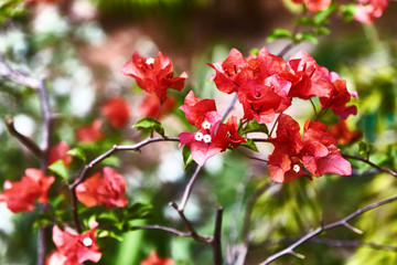 Red bougainvillea spectabilis flower. Exotic rare colorful tropical flowers. Close-up. Beautiful and bright flowers of Sri Lanka. 