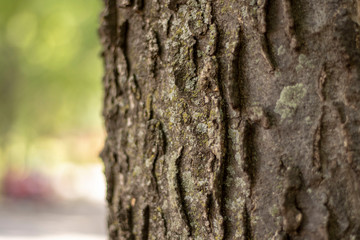 Obraz premium tree bark