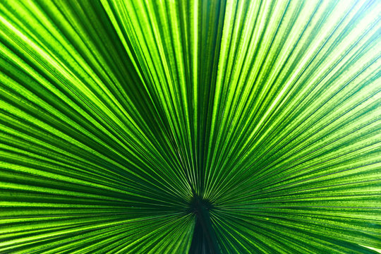 Colorful tropical palm leaves. Close-up. Sri Lanka. 