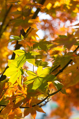 Fototapeta premium Yellow maple leaf in autumn