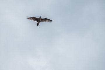 Seagull Soaring Through the Clouds with a Blue Sky