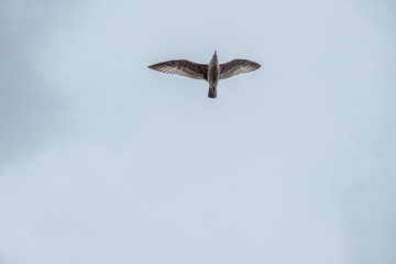 Seagull Soaring Through the Clouds with a Blue Sky