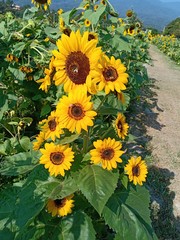 Sunflower blooming volume 8552555