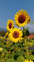 Sunflower blooming volume 9933315555