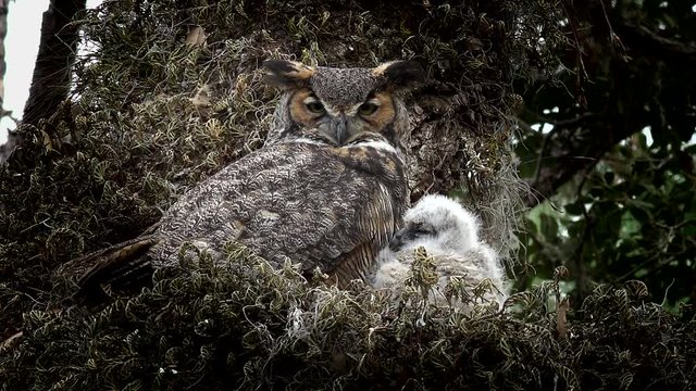 Great Horned Owl and baby chick sitting in a nest and looking around alertly