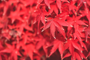 Closeup image of red maple leaves in autumn