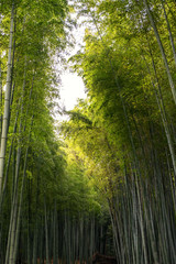 Fototapeta na wymiar Low angle view image of bamboo forest in Arashiyama, Japan