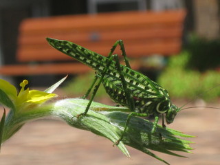 Grasshopper landed on a flower bud