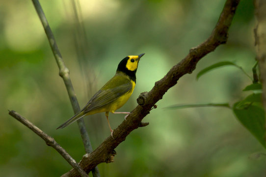 Setophaga Wilsonia Citrina (Hooded Warbler)