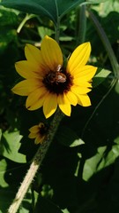 Sunflower blooming volume 66555