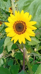 Obraz premium Sunflower blooming volume 99²5555